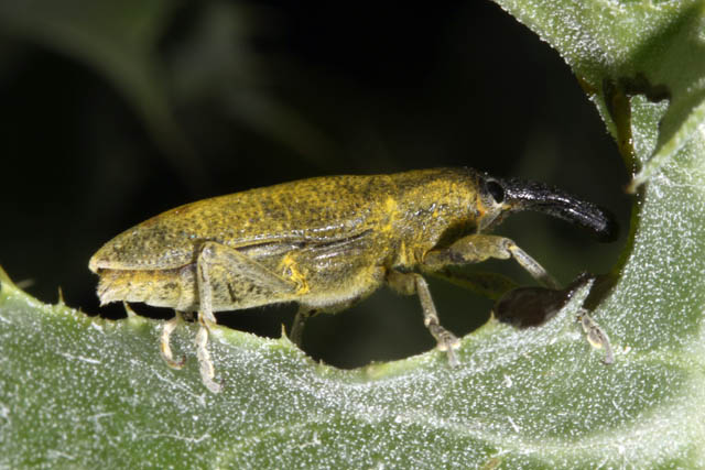 Lixus pulverulentus - Copyright Denis Bourgeois